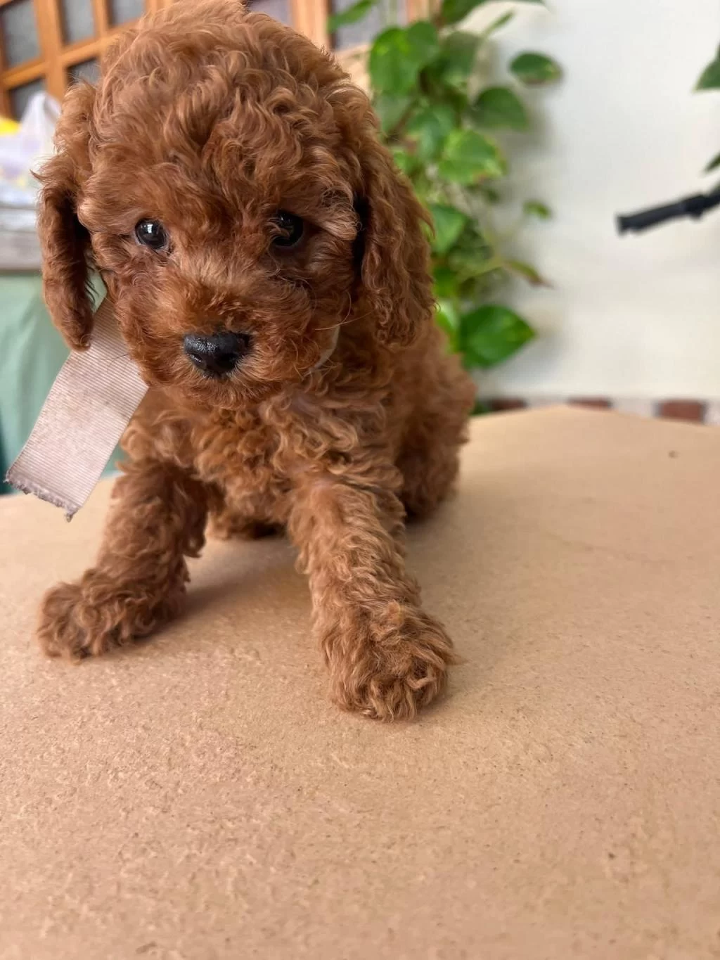 Toy Poodle Köpeklerimiz