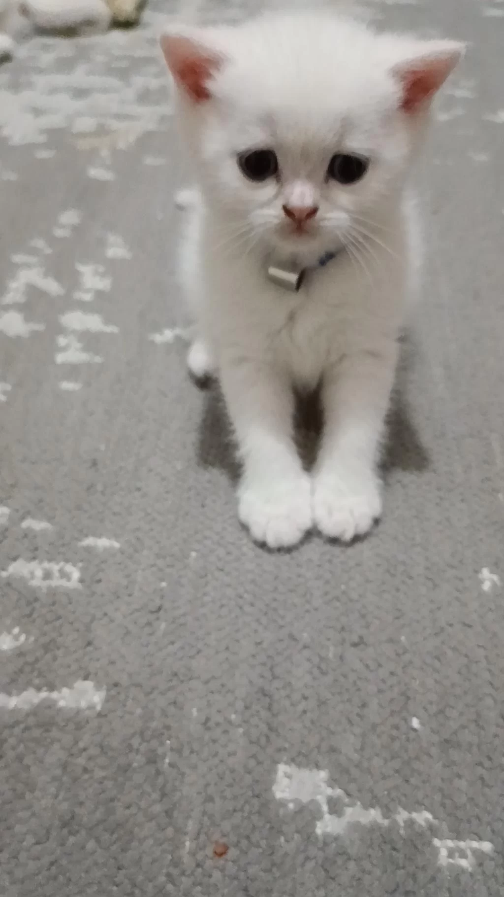 8 Haziran Doğumlu Erkek British Longhair