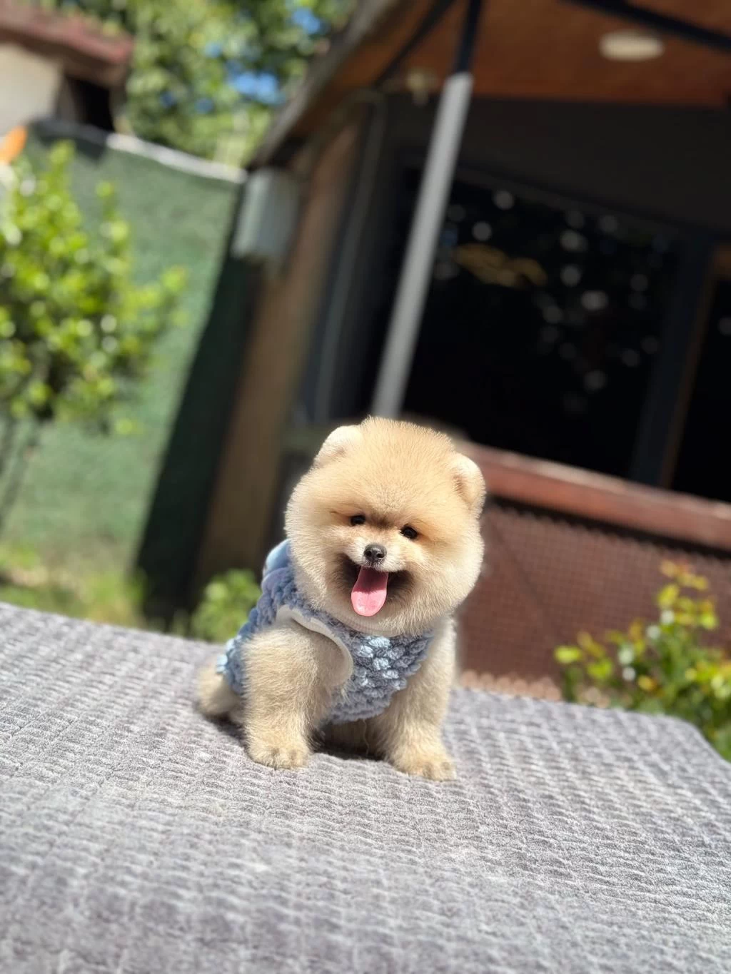 Sağlik Ve İrk Garantili Pomeranian