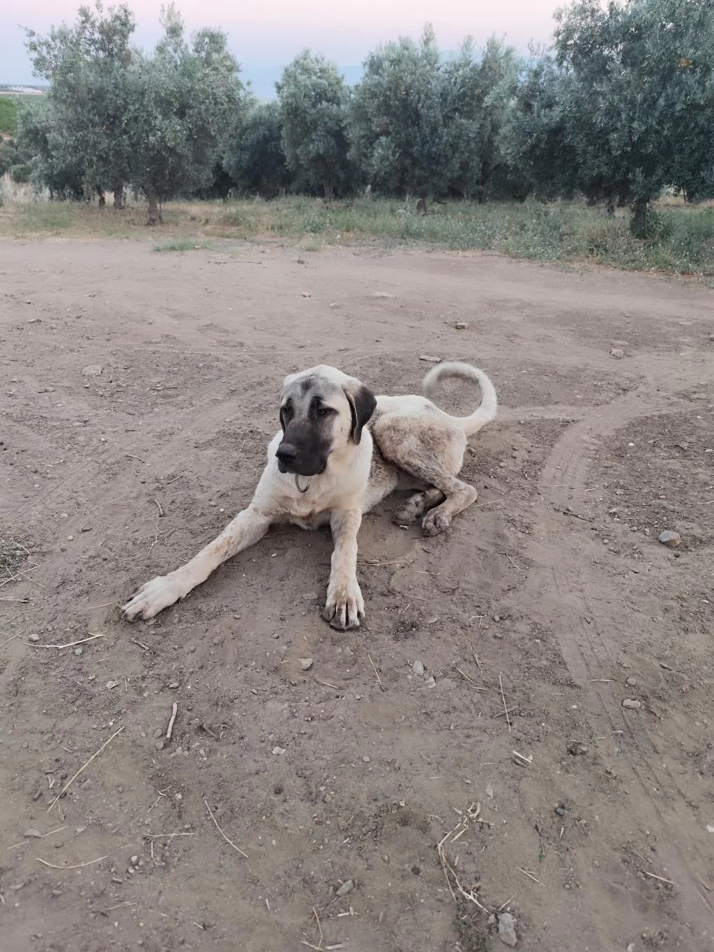 Sağlıklı Genç Erkek Kangal