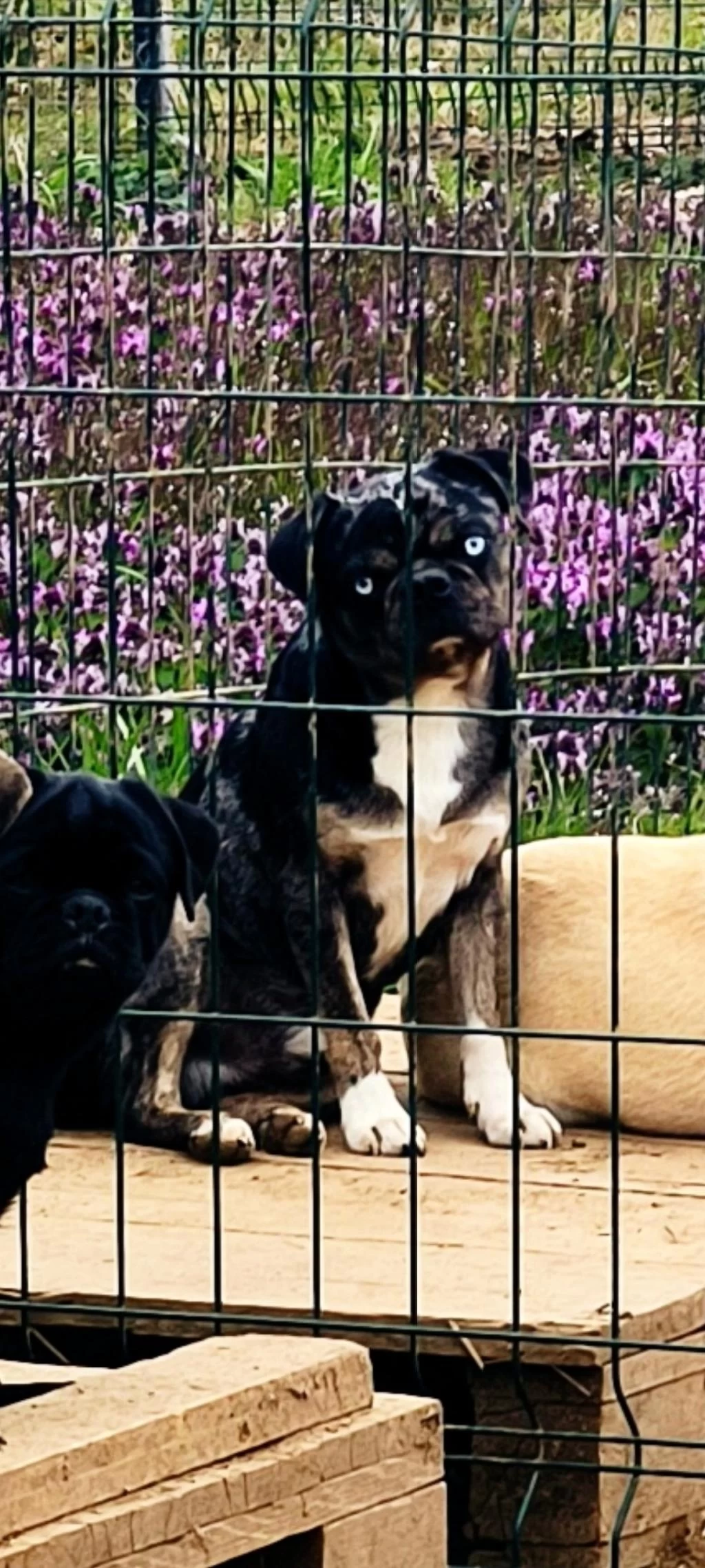 Yetişkin Ping Ve Egzotik Pug Mops Lar