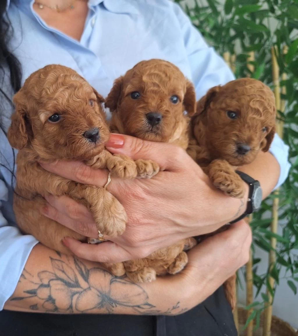 Birbirinden Güzel Toy Poodle Bebeklerimiz
