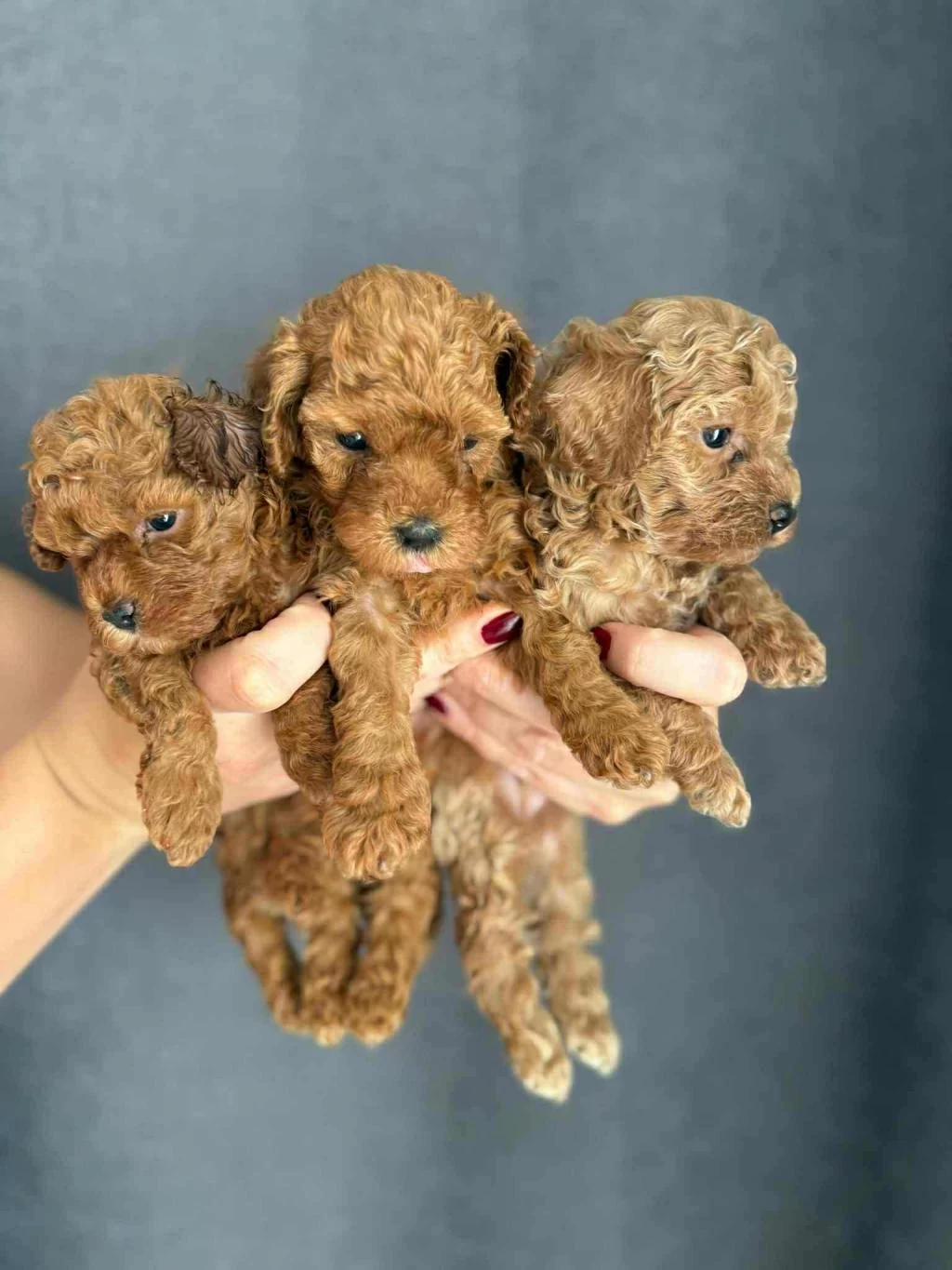 Orjinal Red Brown Orjinal Toy Poodle Yavrular