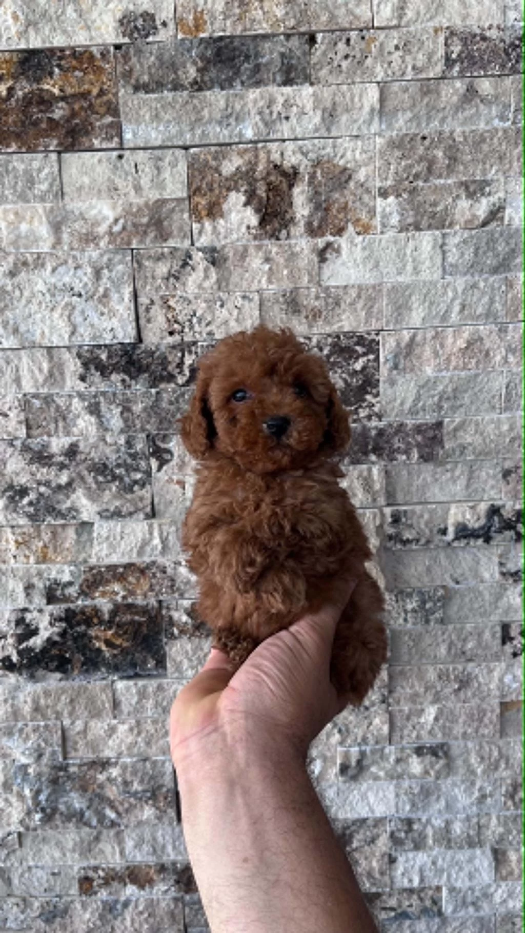 İrk Sağlik Ve Kilo Garantili Red Toy Poodle Yavrular