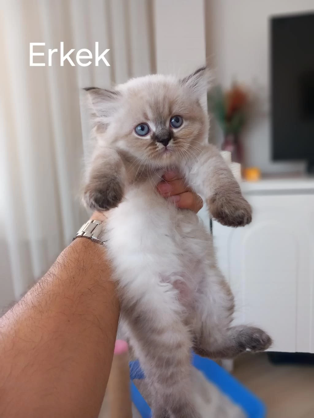 2 Aylık British Longhair Yavrular