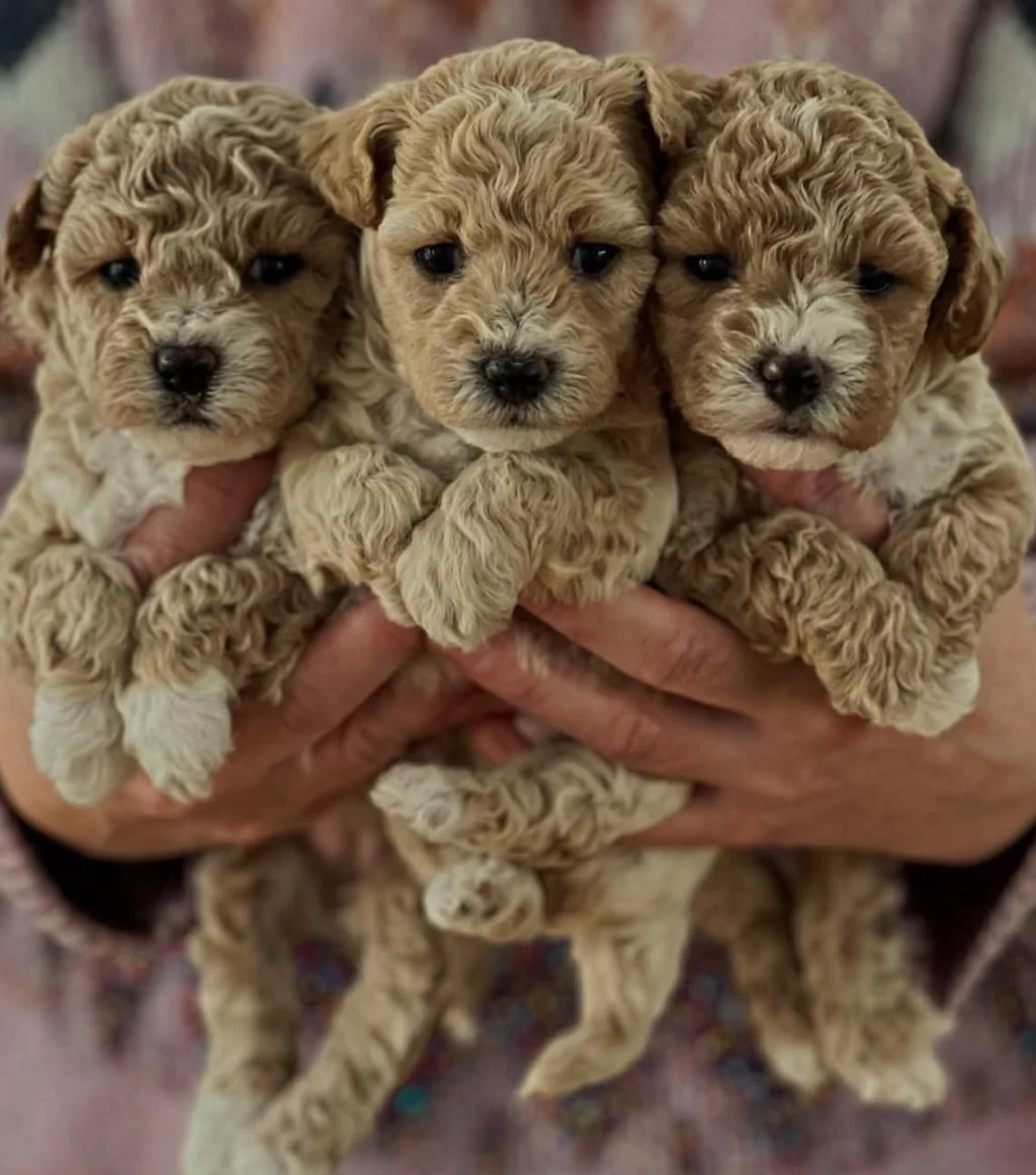 Maltipoo Yavrularimiz