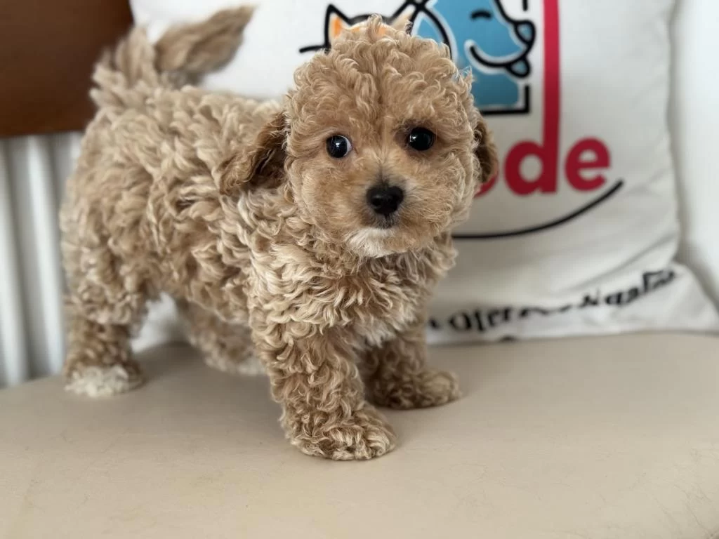 Petmode Köpek Çiftliğinde Ziyarete Açık Kore Maltipoo