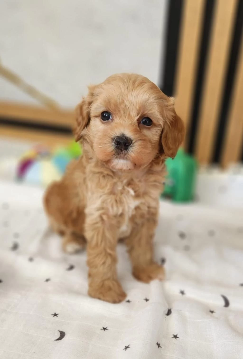 Maltipoo Yavrularimiz