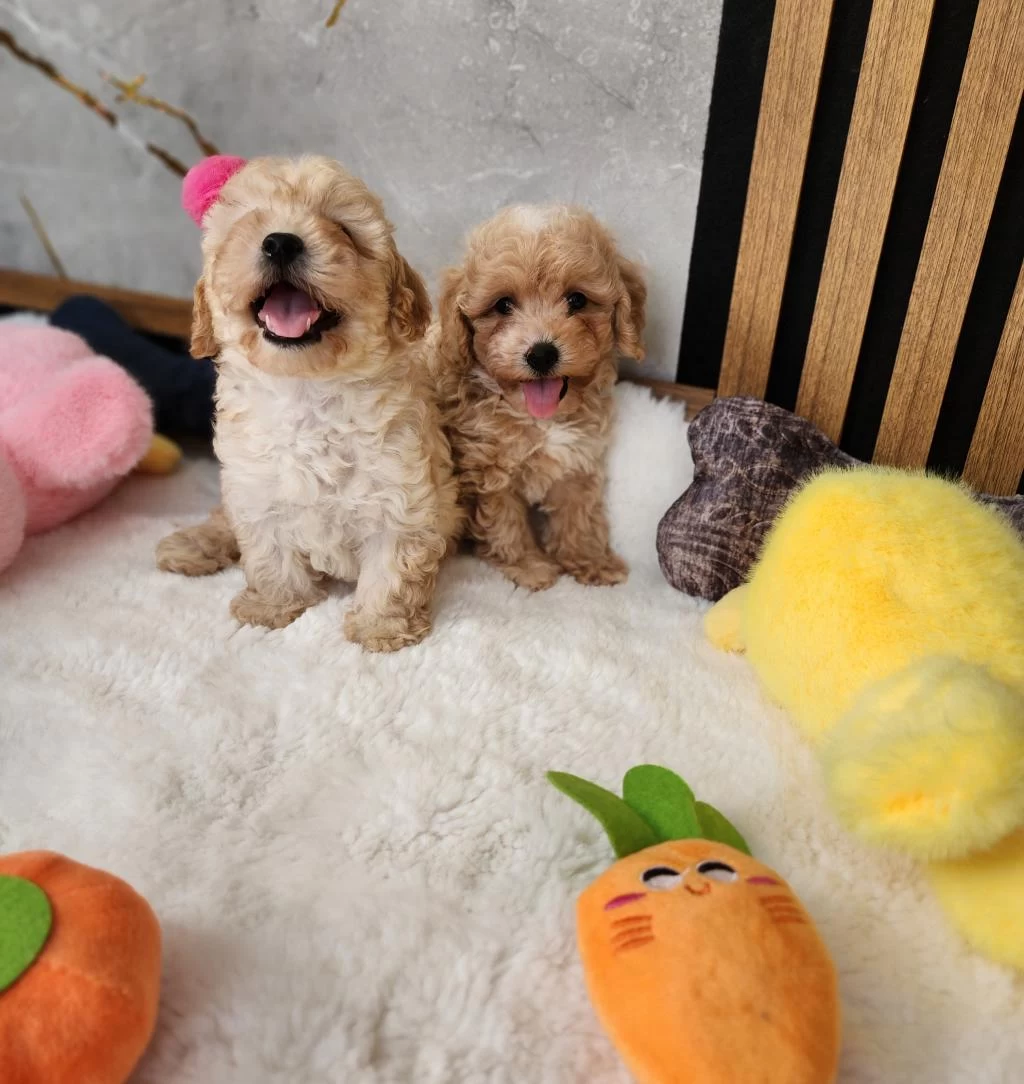 Maltipoo Yavrularimiz