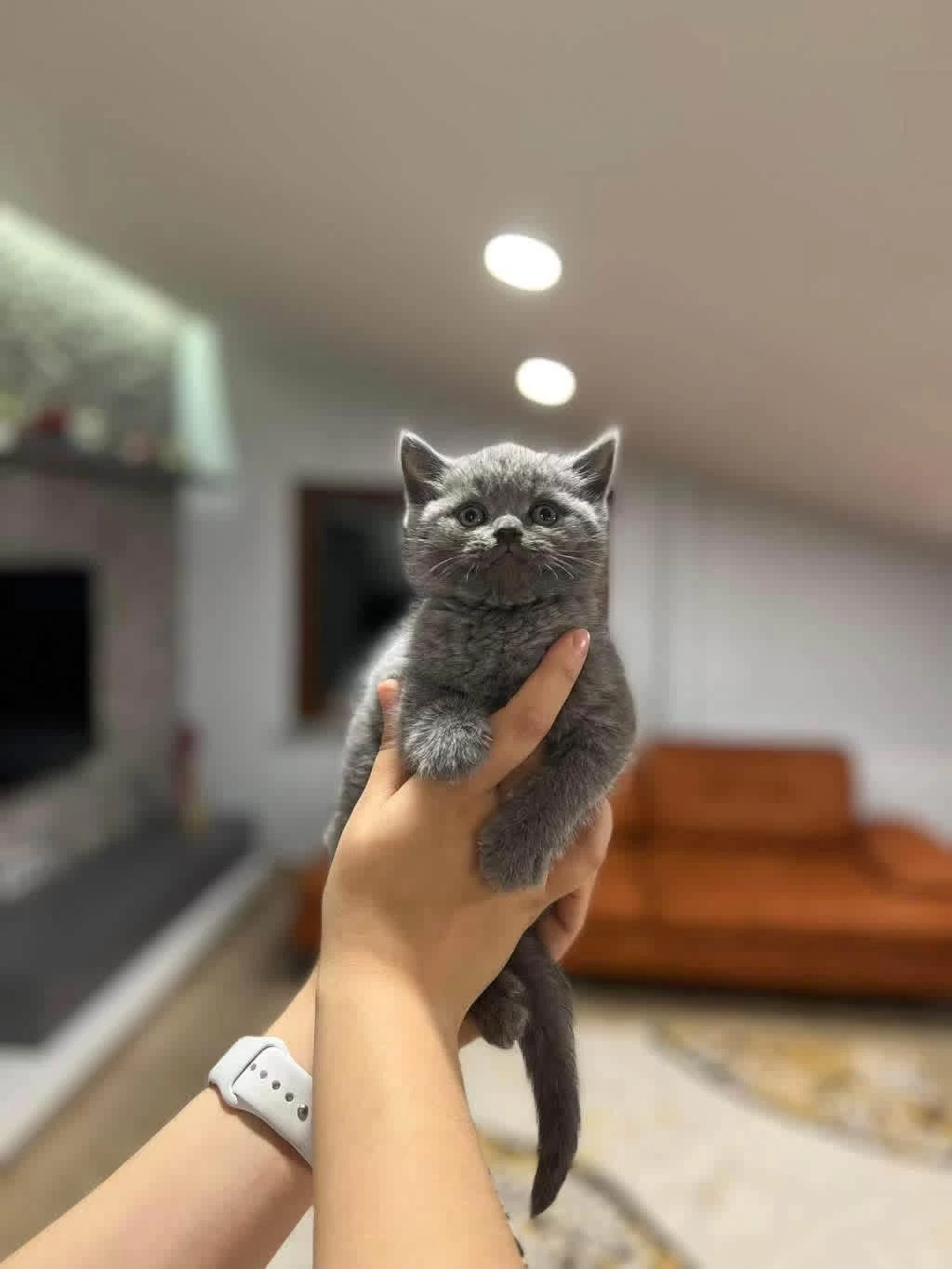 British Shorthair Gri Yavrularim