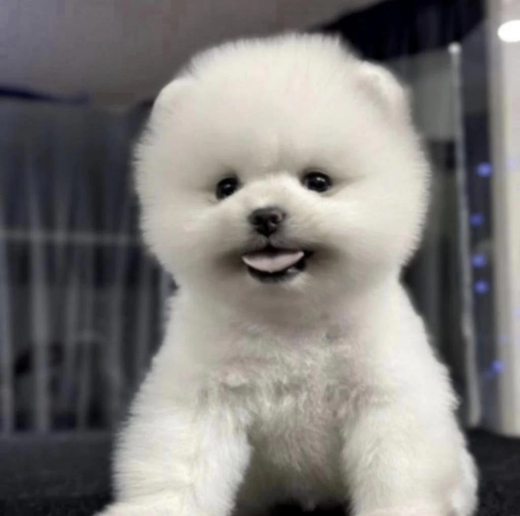 Pomeranian Boo Köpeğimiz