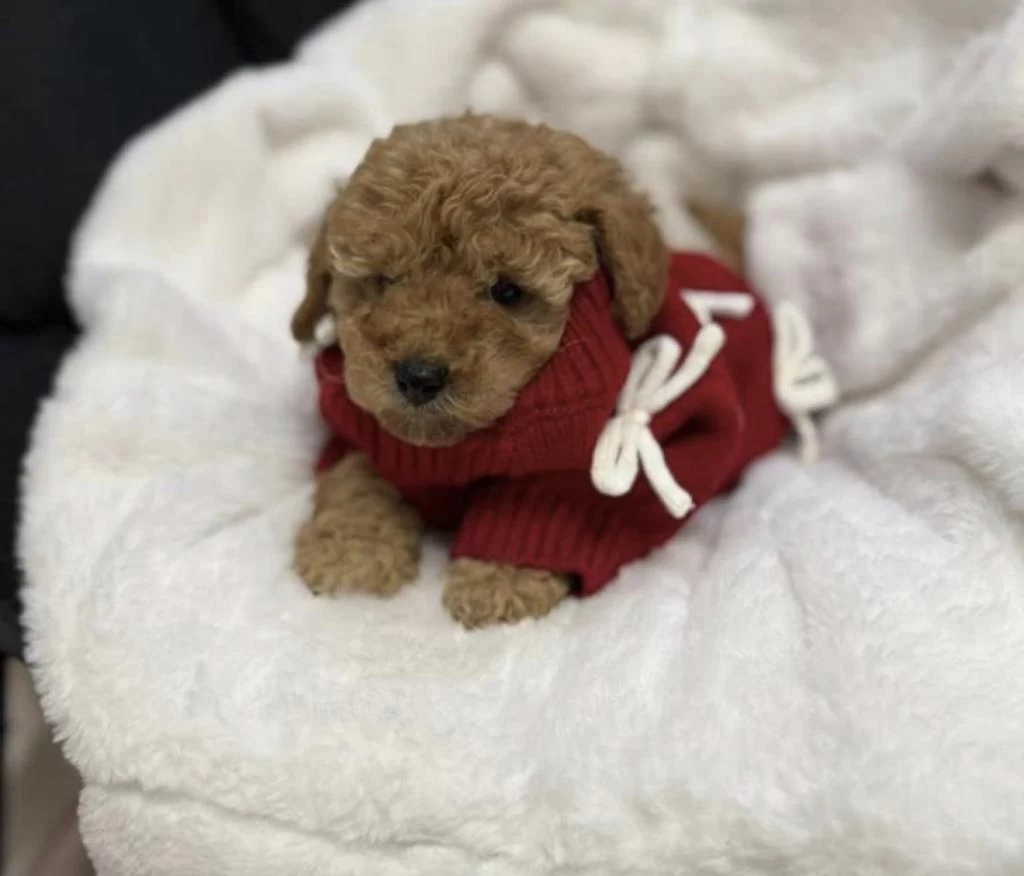 Sağlıklı Toy Poodle Köpeği