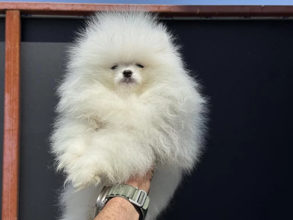 Petmode Köpek Çiftliğinden Pomeranian Yavrular