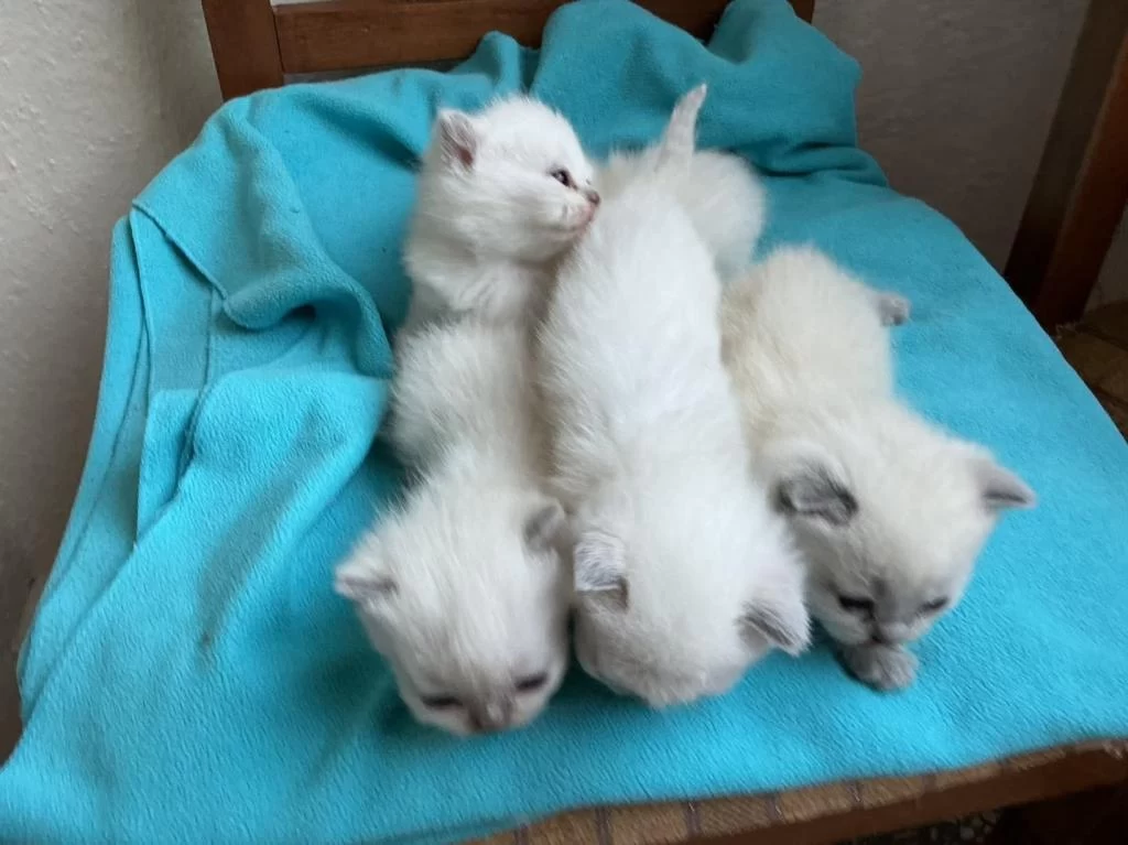 Yeni Doğan Kedilerime Sicak Yuva Araniyor