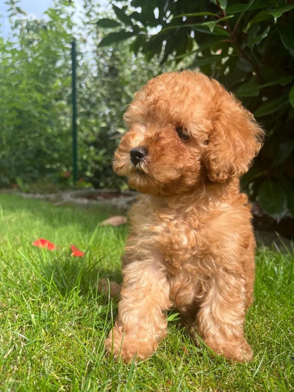 Sağlıklı Toy Poodle Puppy