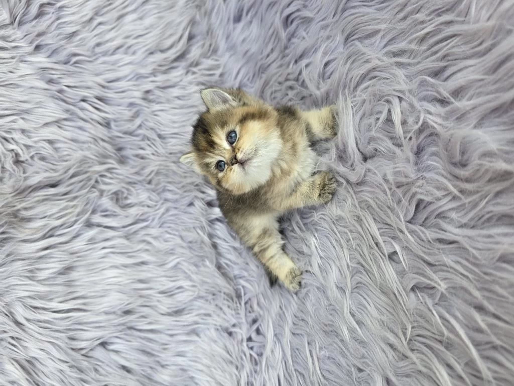 Ayı Surat Prenses Kedim Yeni Ailesini Arıyor