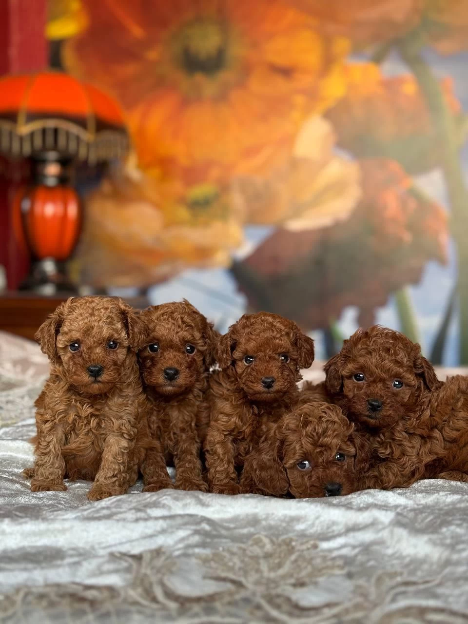 Toy Poodle Bebekler İrk Sağlık Garantili