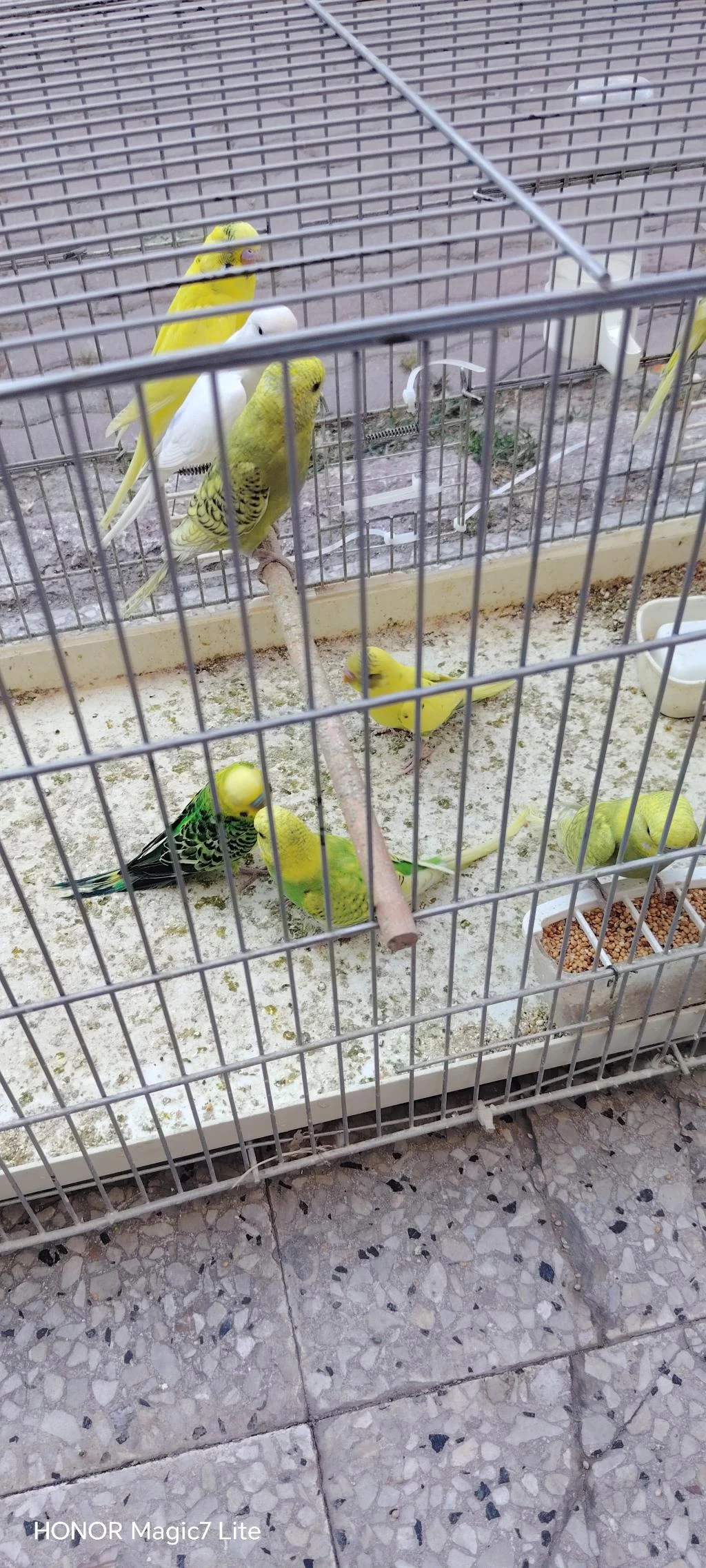 Yeni Yeme Düştü Yavru Muhabbet Kuşları