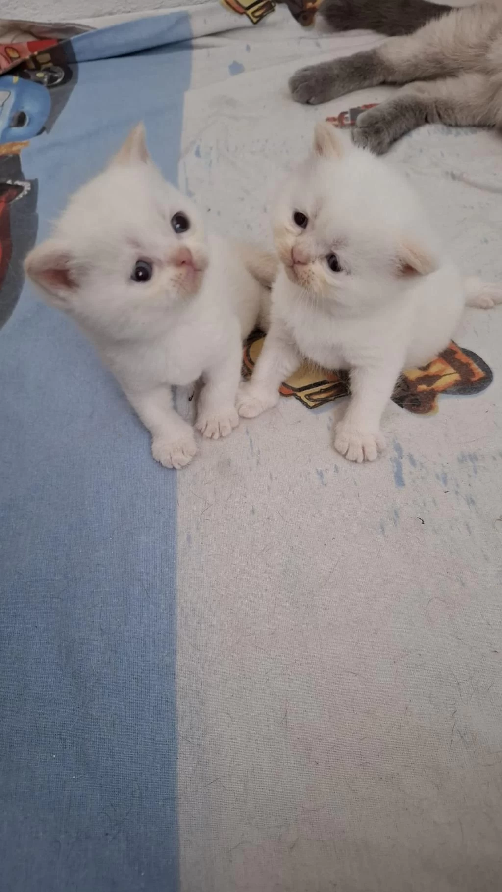 Küçük Minnak Kediler