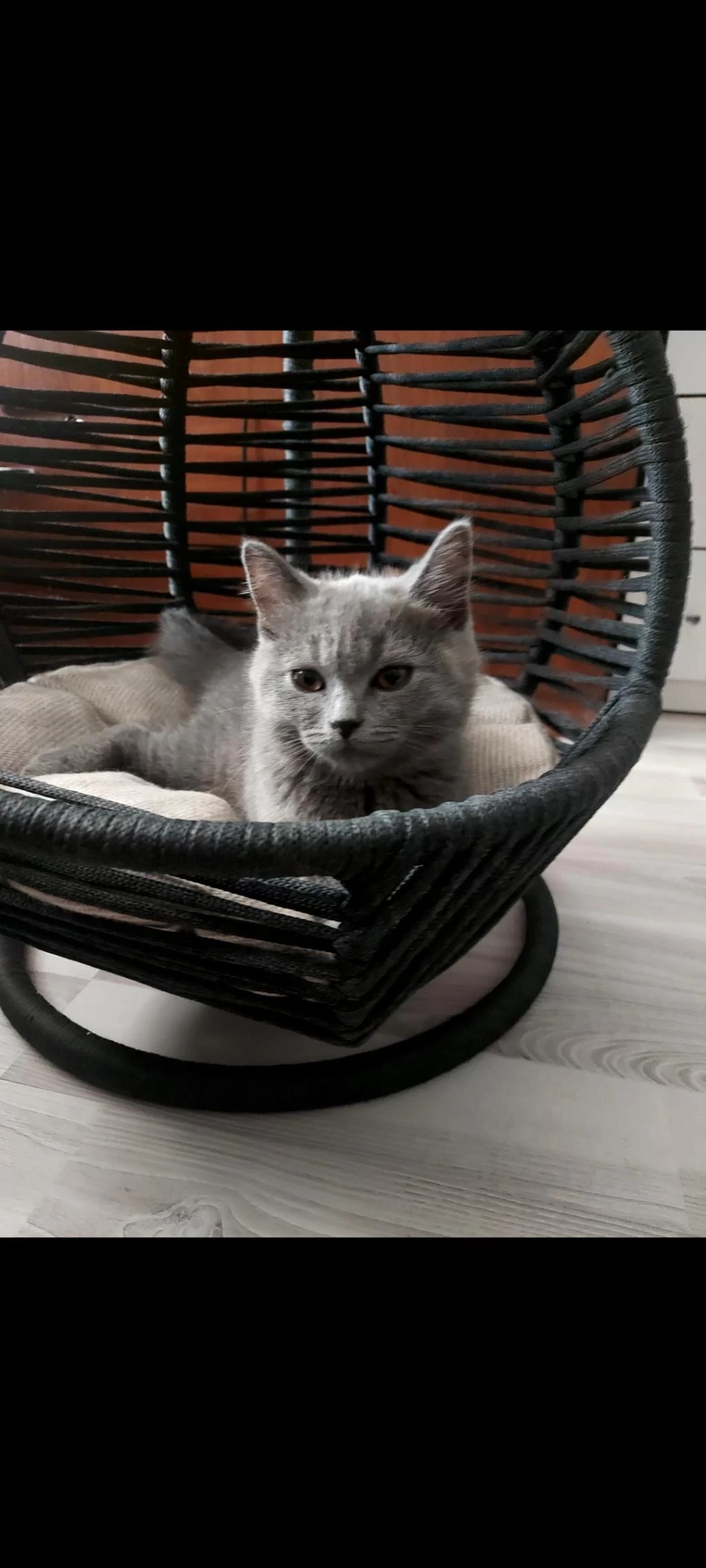 Minik Kedimiz Ailesini Arıyor