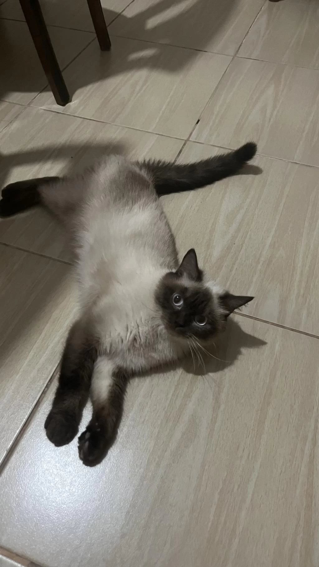 Blue Point Dişi Kedimiz