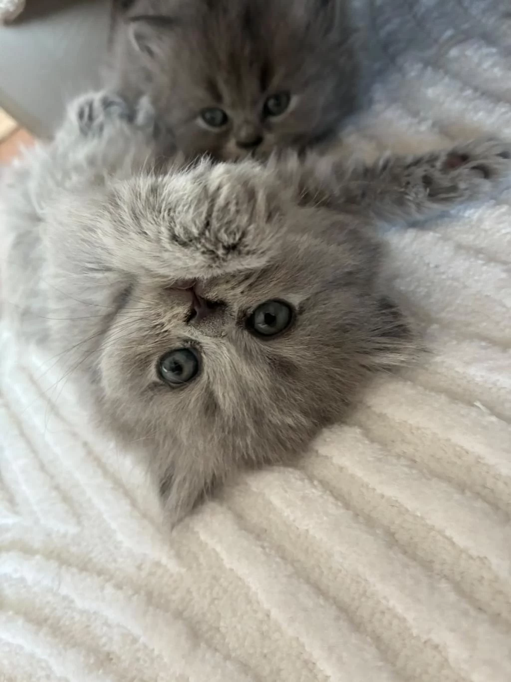 Orijinal British Shorthair Ve Longhair