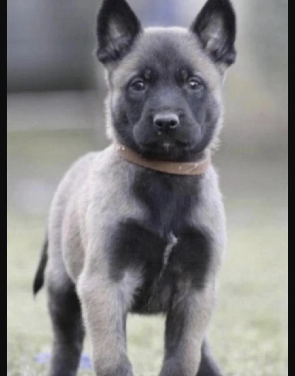Belçika Kurdu Köpeği