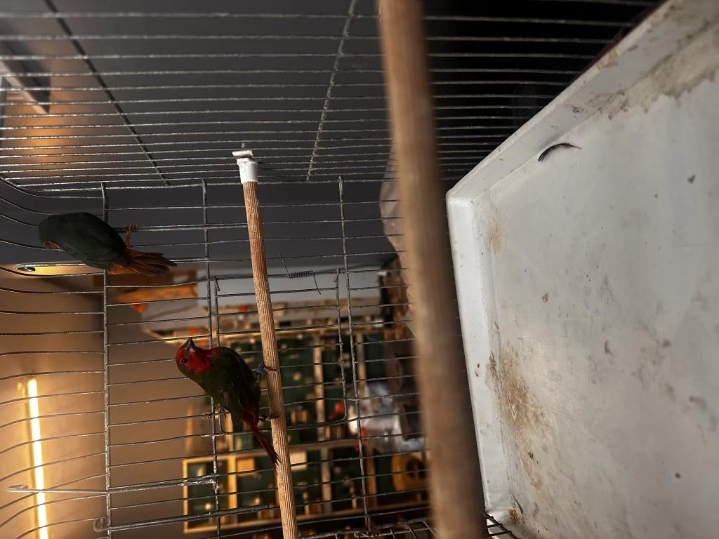 Harika Parrot Finch