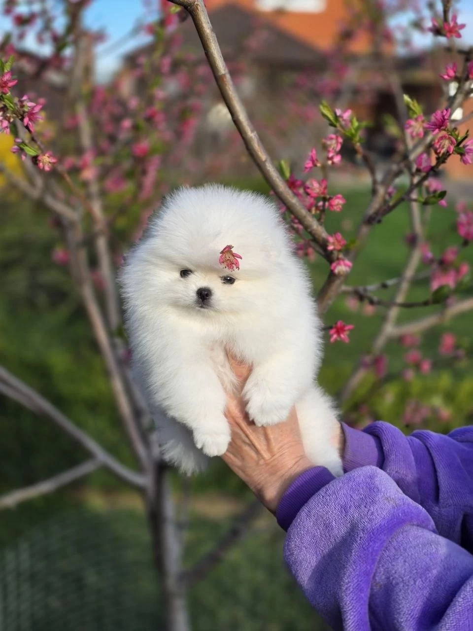 Pomeranian Boo Teddy Bear