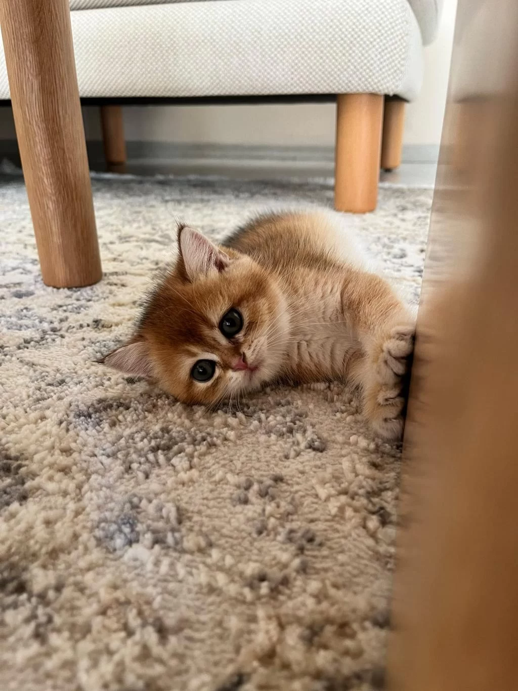 British Shorthair Golden
