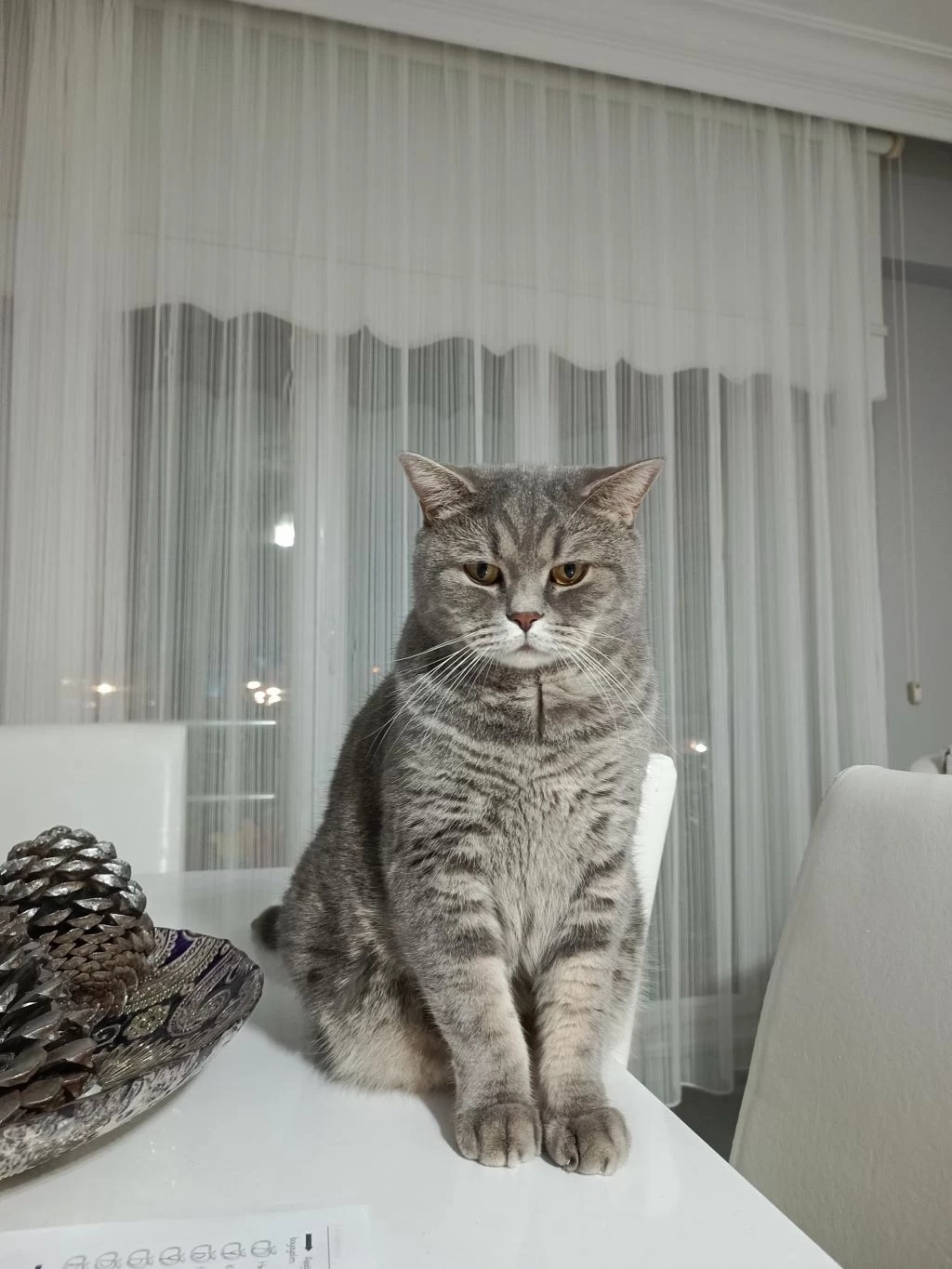 British Shorthair Kedisi