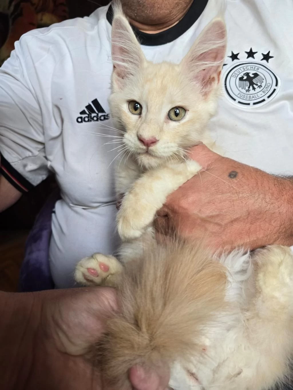 Xxxl Maine Coon Erkek Wcf Full