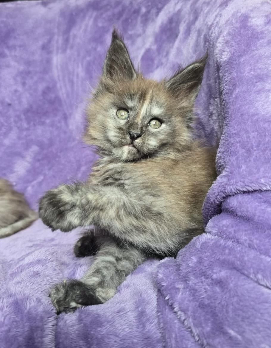 Maine Coon Dişi Smoke Tortie Renk