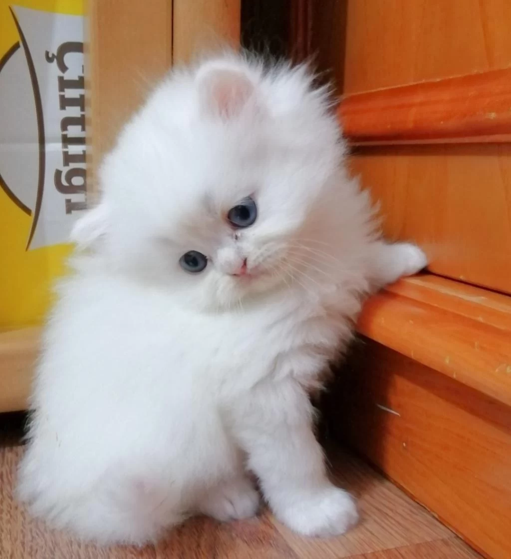 Harika Oyuncu Bebek Chinchilla