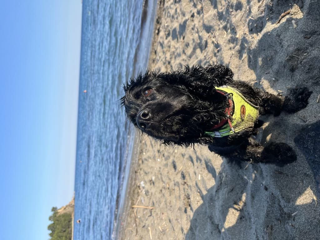 Köpeğimiz Ömürlük Aile Arıyor