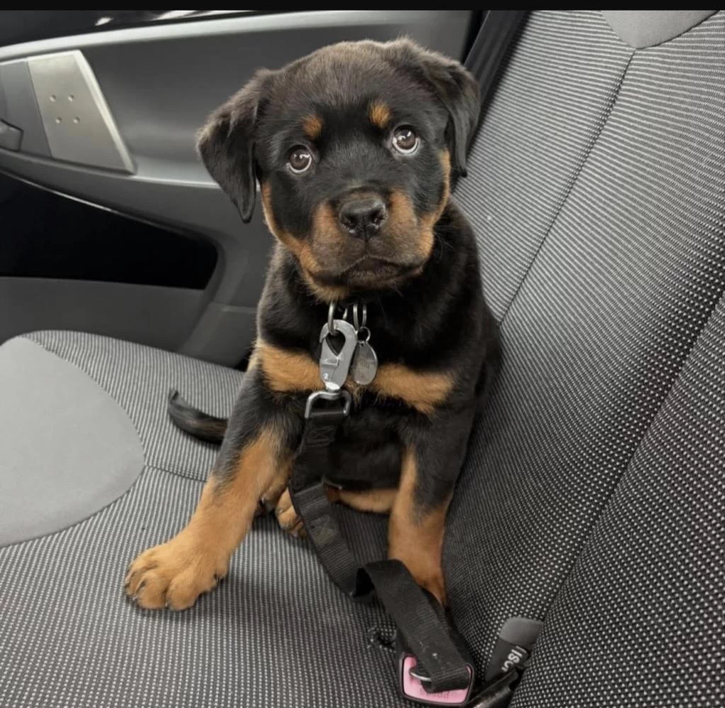 Sağlıklı Rottweiler Köpeği