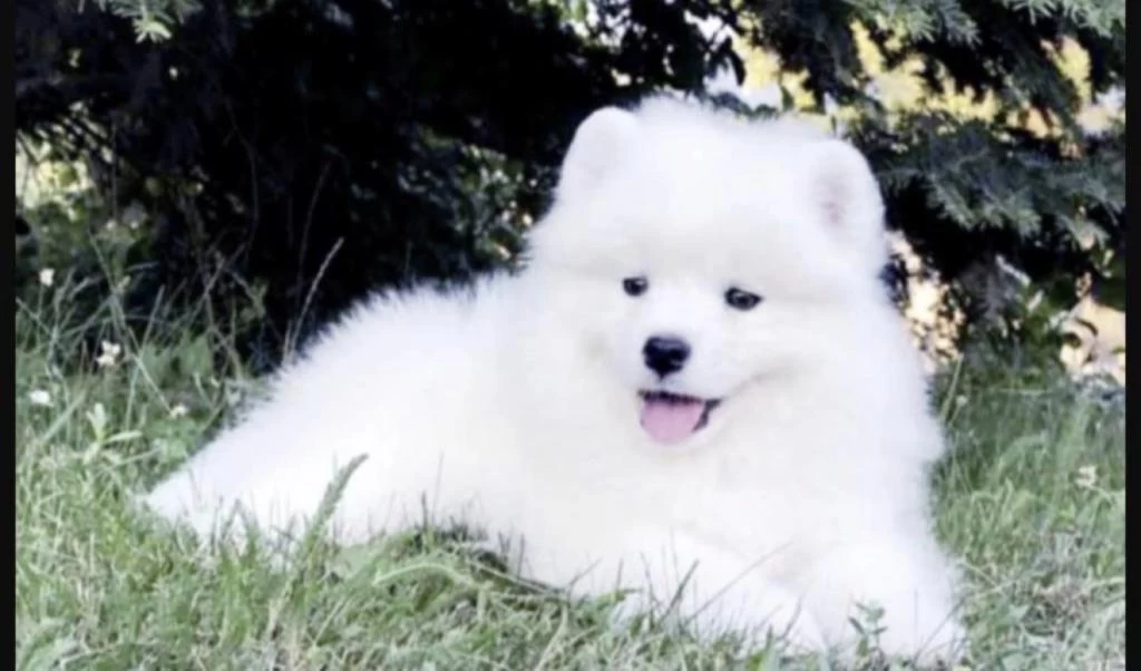 Sağlıklı Samoyed Saf İrk