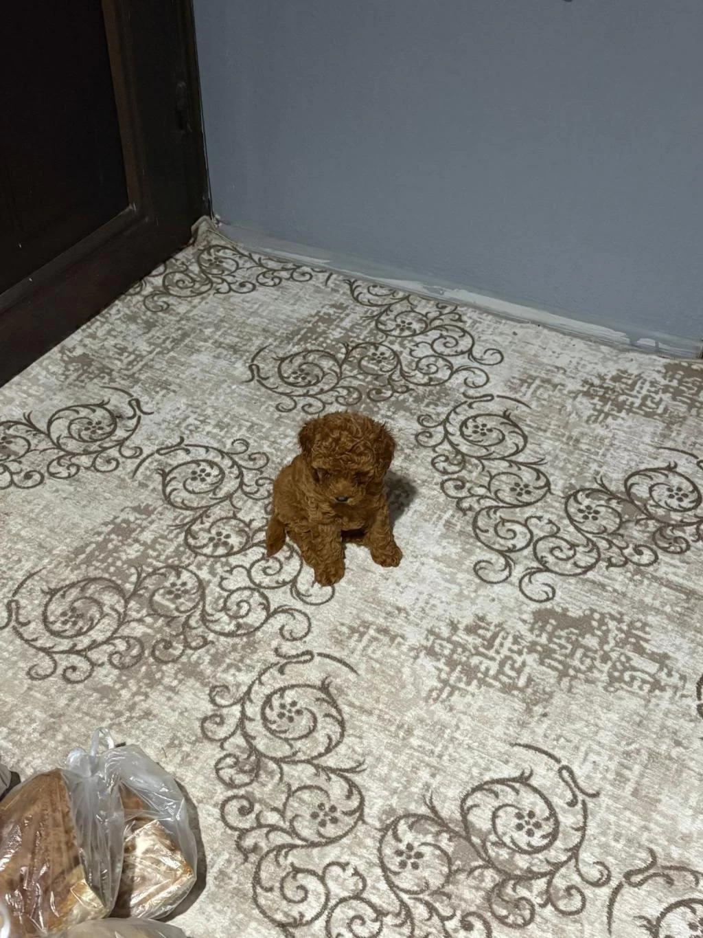 Kore Toy Poodle Teacup Kg Garantili
