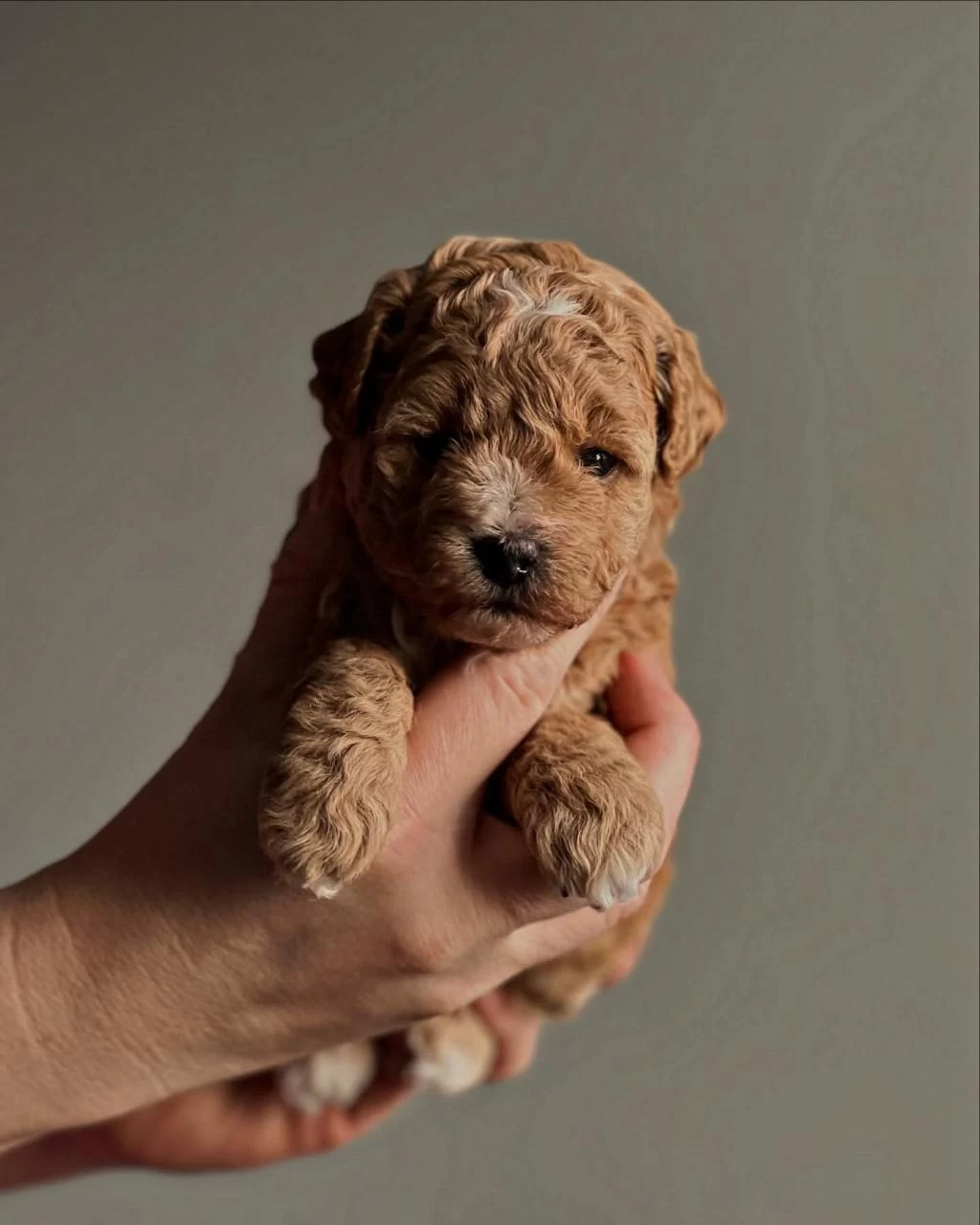 Maltipoo Yavrularimiz
