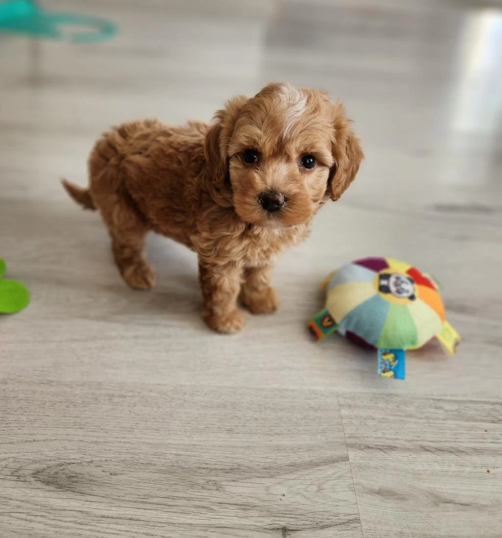 Maltipoo Yavrularimiz