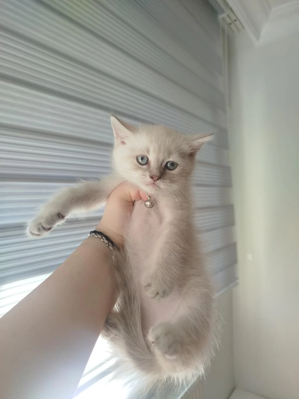 British Shorthair Blue Point Yavrum