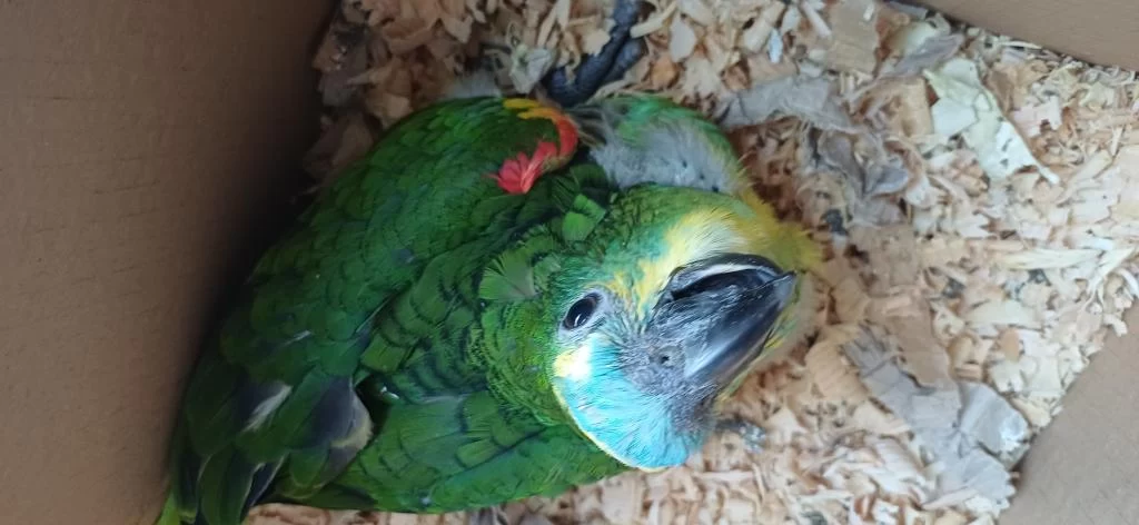 Bebek Blue Front Mavi Alın Amazon Papağanı