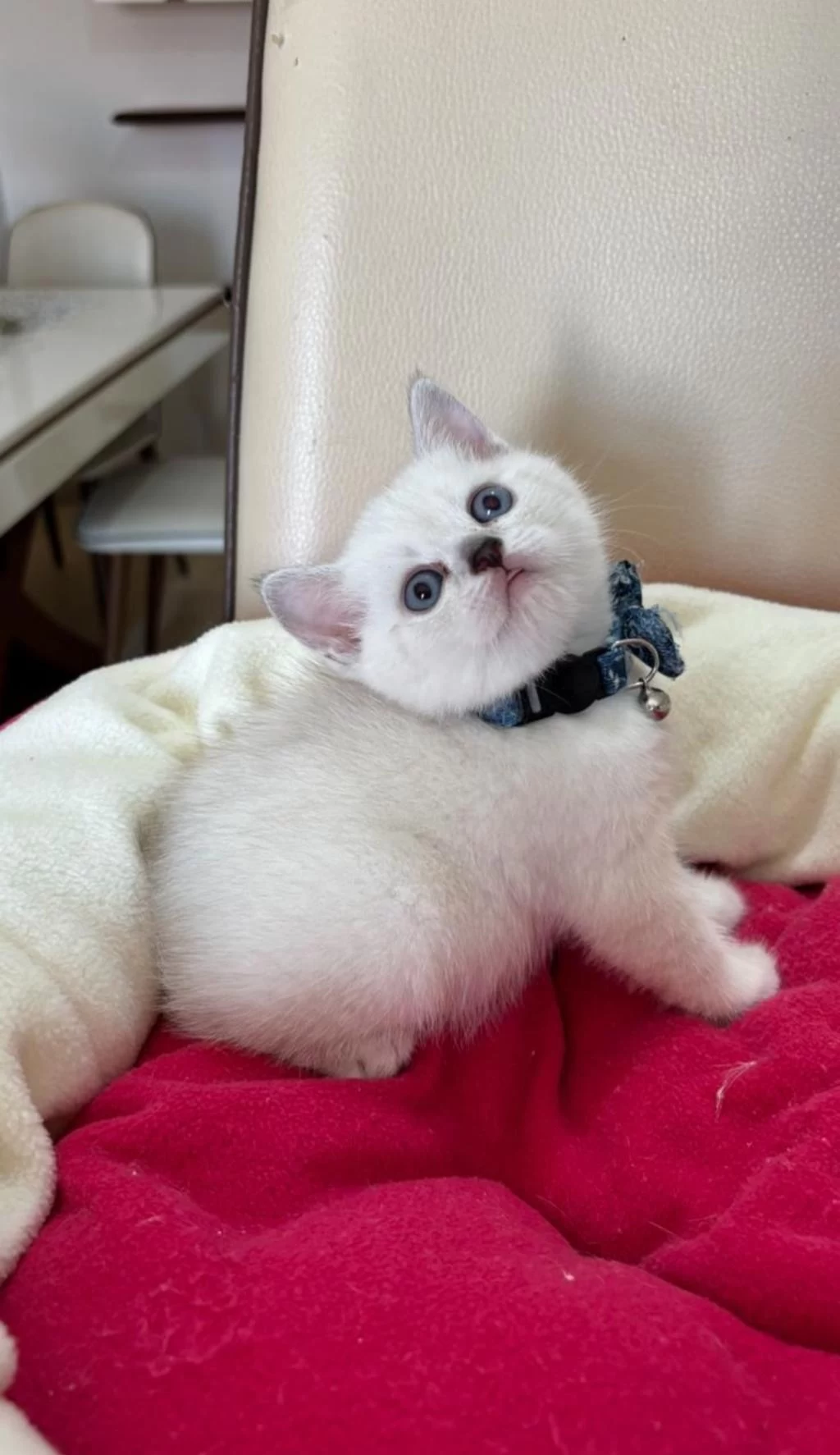 British Shorthair Erkek Yavrumuza Yuva Uyguna