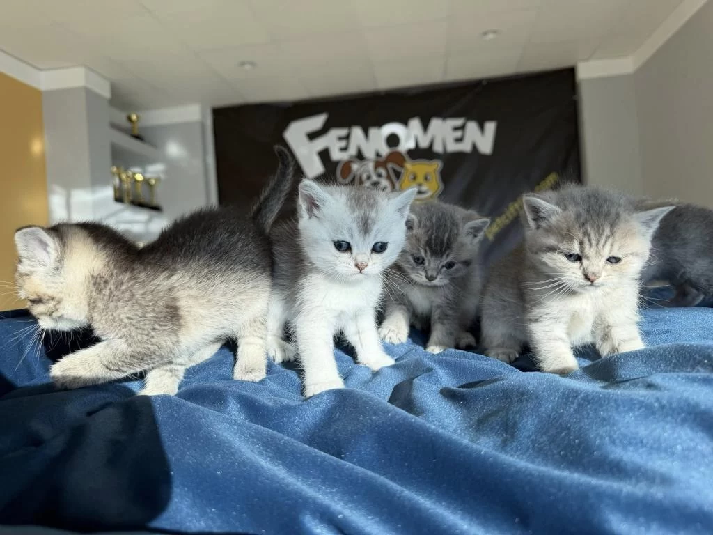 Kedi Dünyasindan Renk Renk British Yavrular Ankara