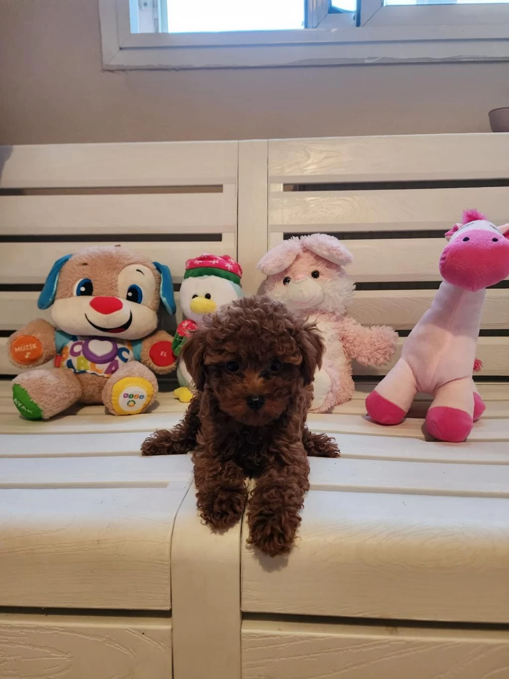 Orjinal Kore Kanı Taşıyan Erkek Poodle Yavrusu