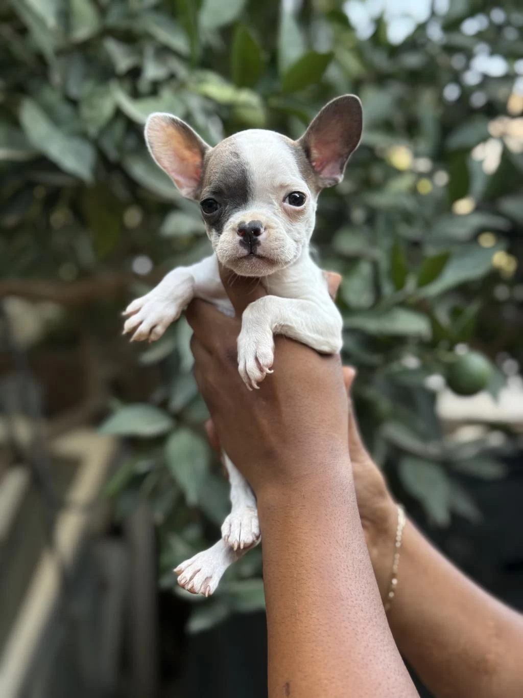 A Kalite Erkek Dişi French Bulldog Yavrular