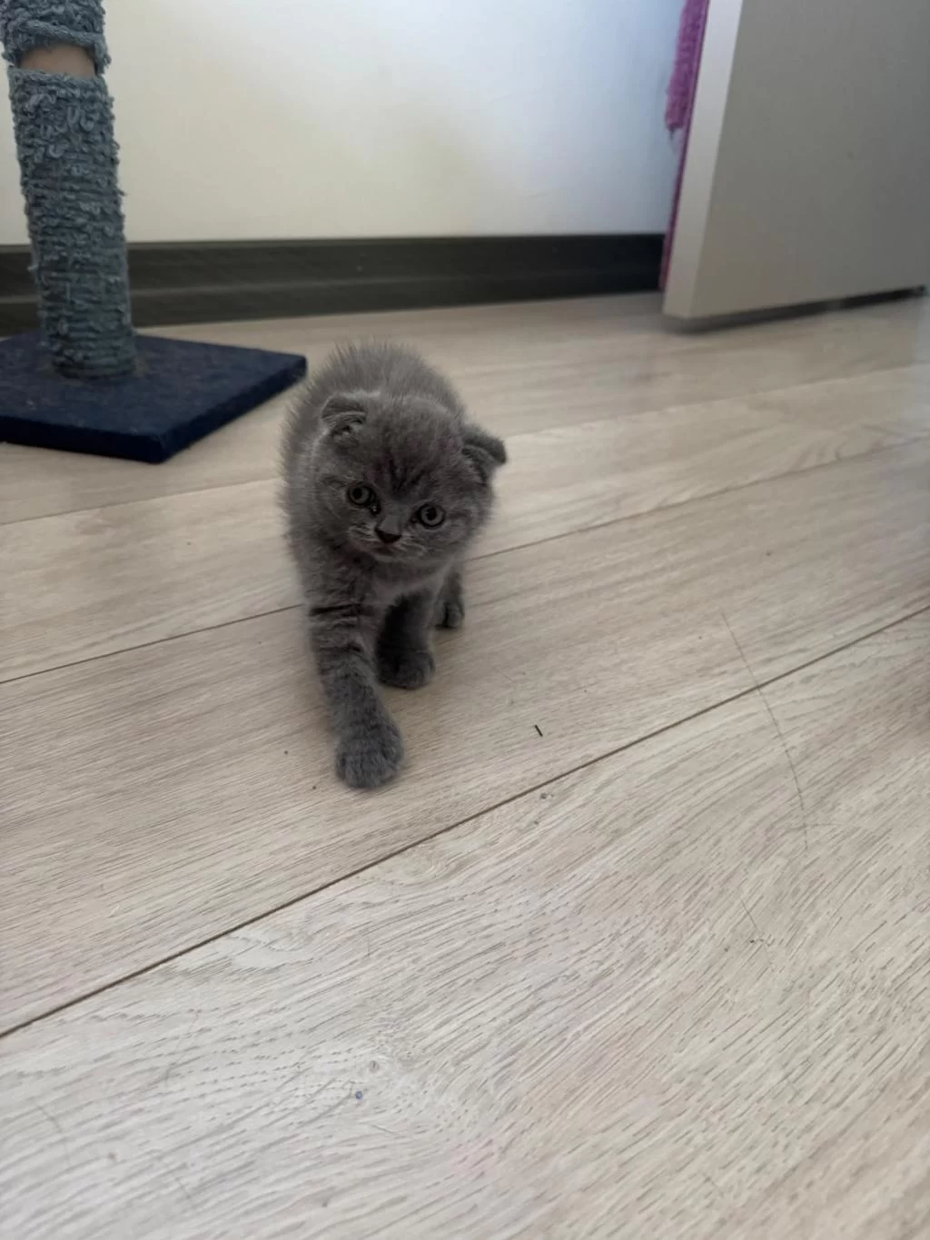 1.5 Aylık Melek Yüzlü Scottish Fold Yavru