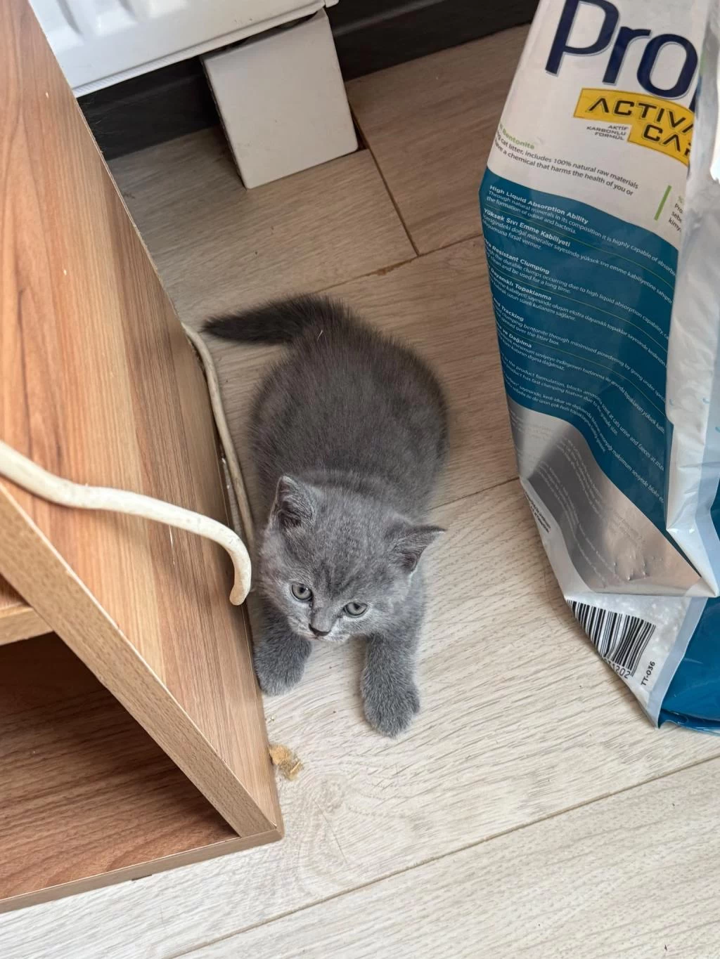 1.5 Aylık Melek Yüzlü British Shorthair