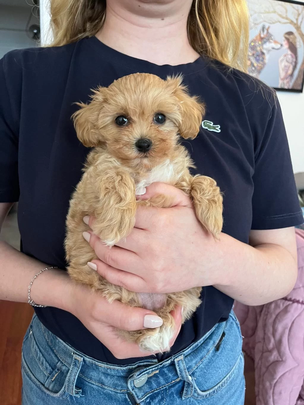 Fırsat Yavruları Bebek Yüzlü Maltipoo