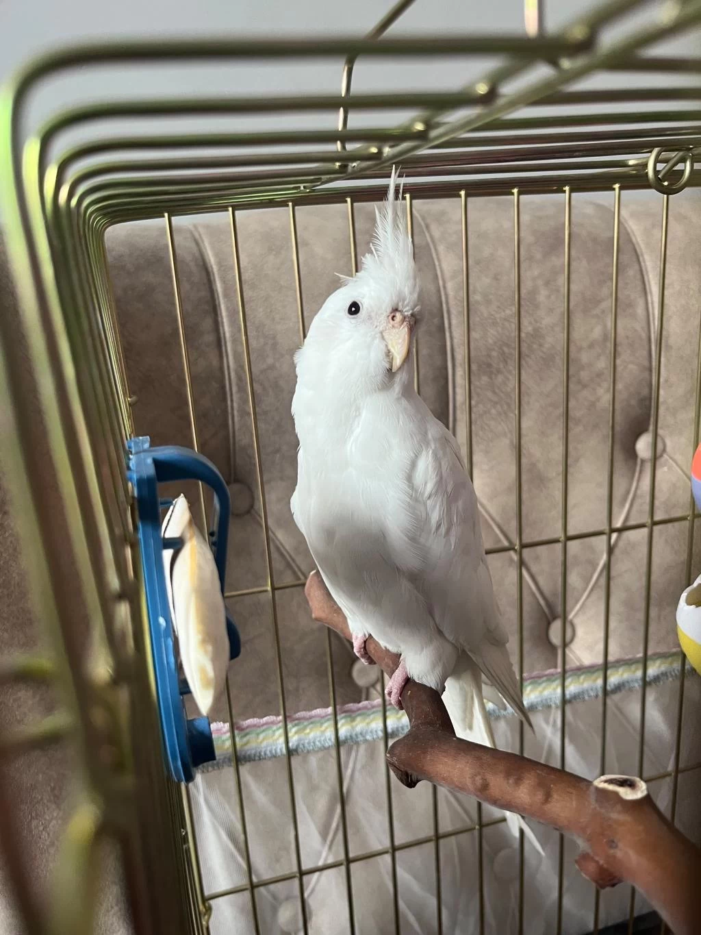 Sultan Papağanı Albino